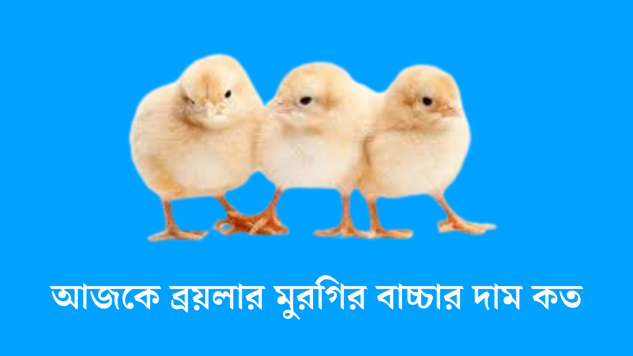 আজকে ব্রয়লার মুরগির বাচ্চার দাম কত
