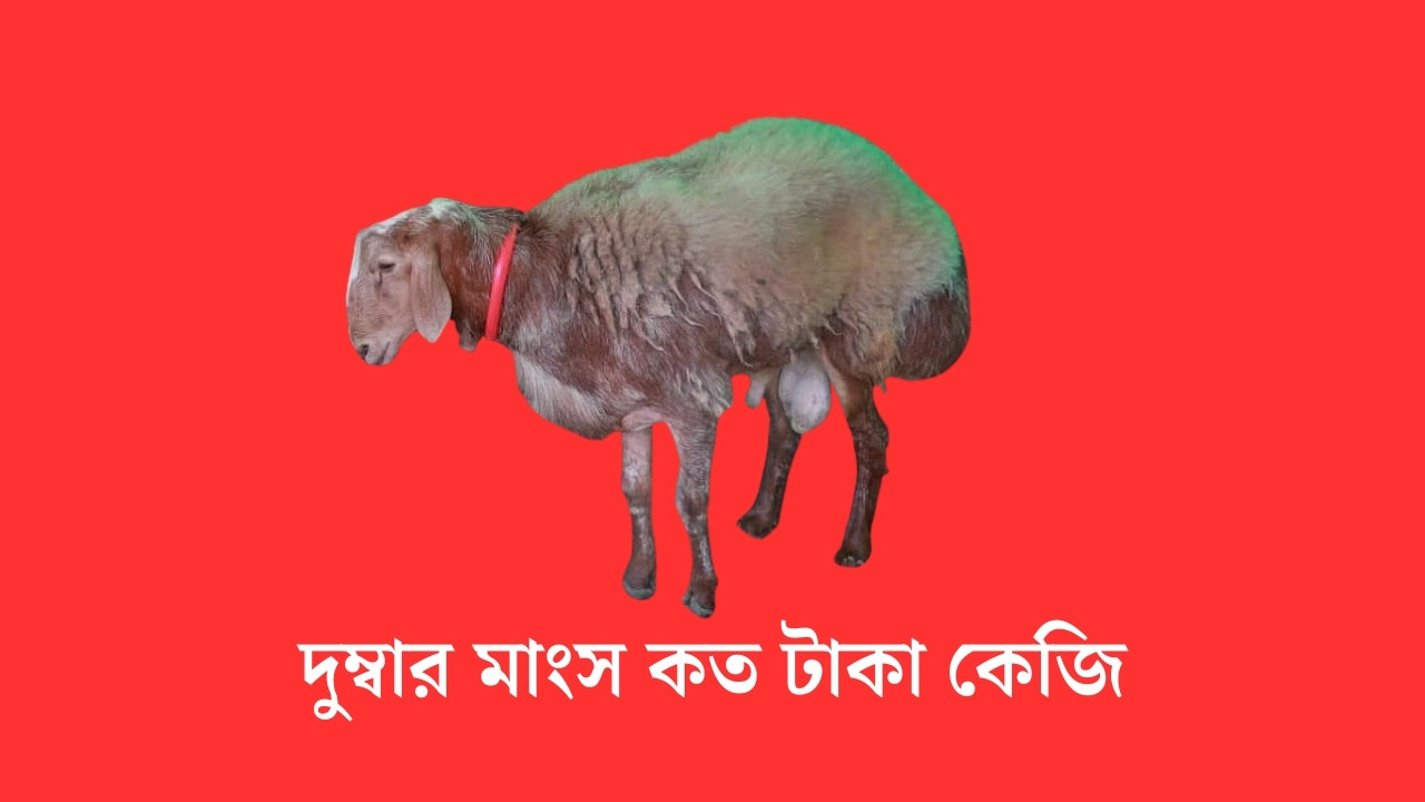দুম্বার মাংস কত টাকা কেজি